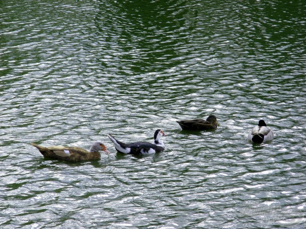 A közeli házakból „kiszökve”, a vadkacsákhoz gyakran csatlakoznak a házi kacsák is