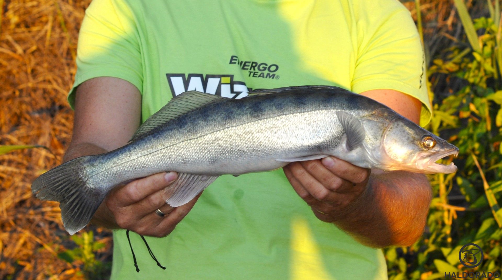 A süllőnek is tetszett a Vertix diszkréten verető mozgása
