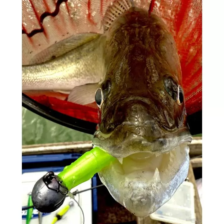 FRAPP Geko 11,5 cm - 23 / 3