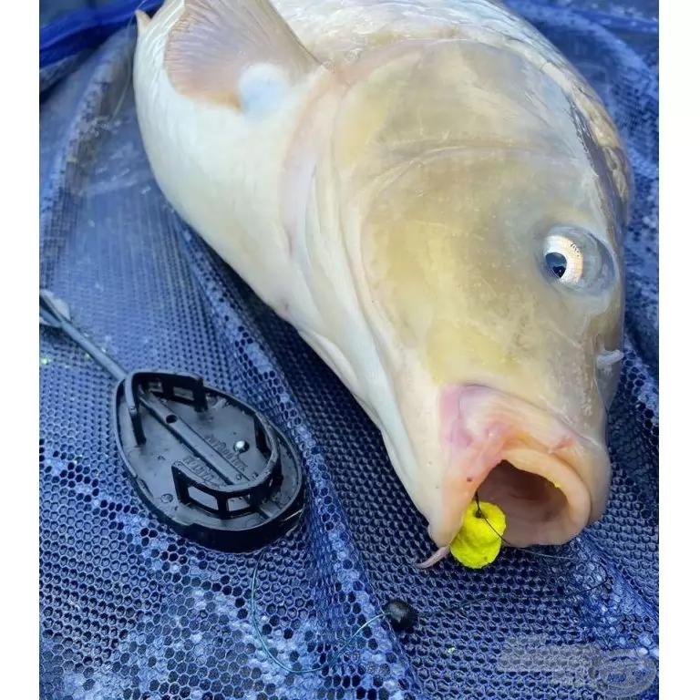HALDORÁDÓ Dart L 50 g HALDORÁDÓ Dart L 50 g