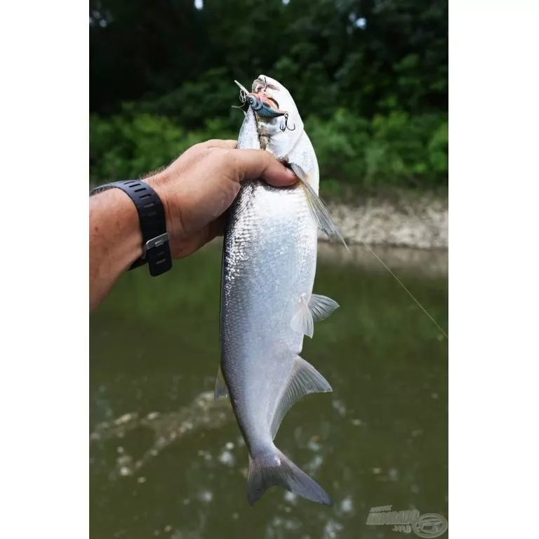 SALMO Sparky Shad SS4S HGOS SALMO Sparky Shad SS4S HGOS